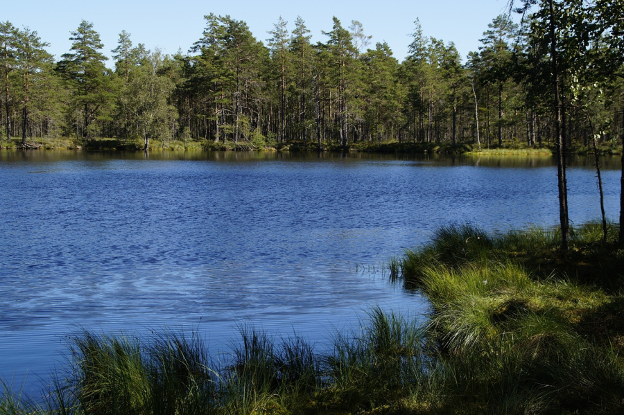 forêt landaise