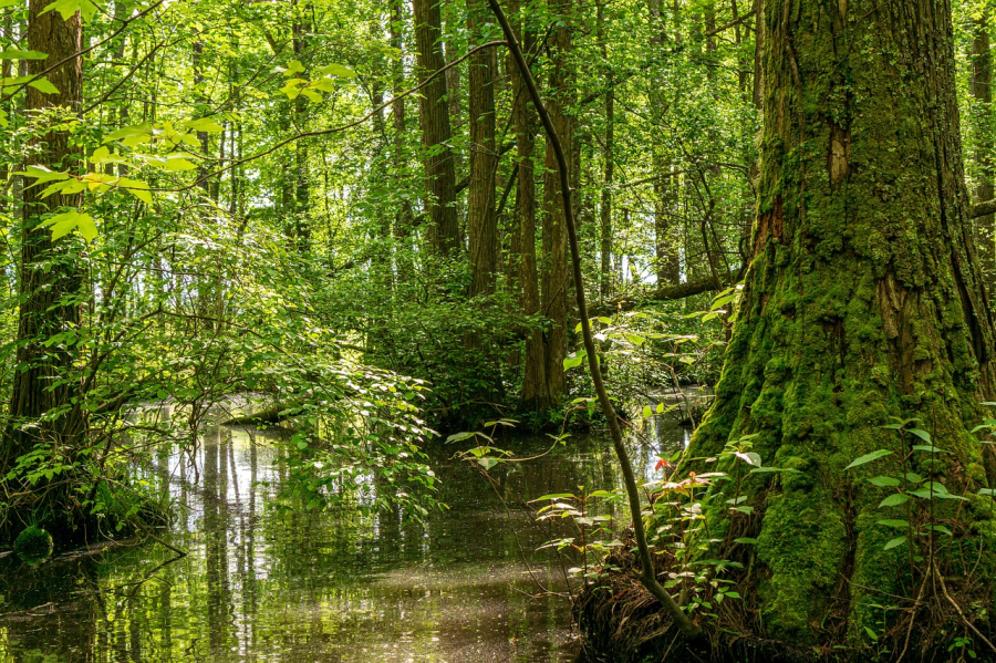 forêt landaise